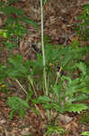 Kidneyleaf rosinweed